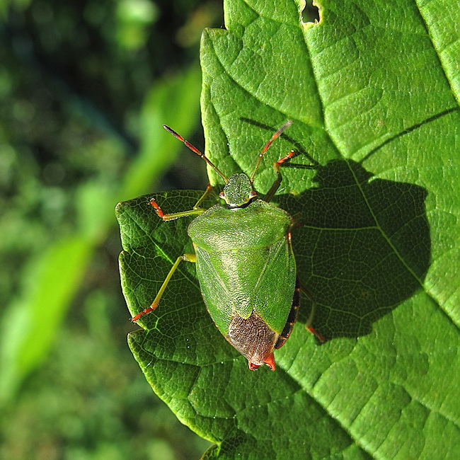 123 Tiere Blatt IMG_2233 Kopie.jpg -                                